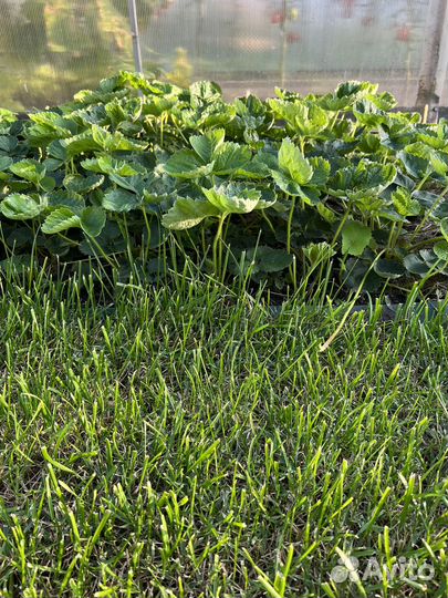 Рассада Клубника сорт Купчиха