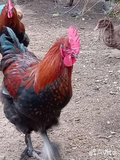 Петушки Маран черно-медный, пушкинский