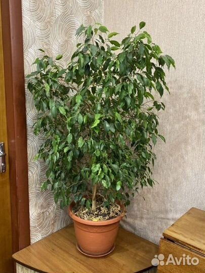 Фикус бенджамина большой