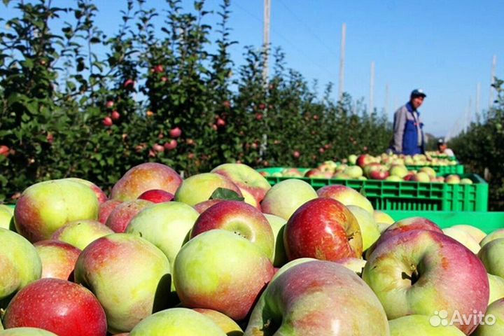 Сборщик яблок в саду. Вахта