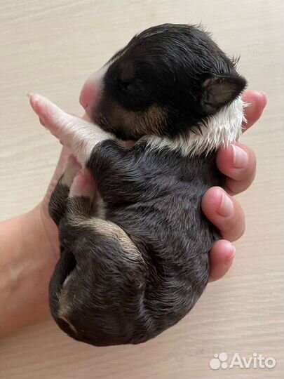 Красавица стандартного бультерьера