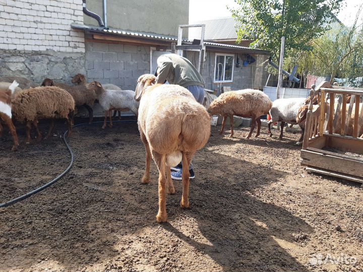 Баран гисар