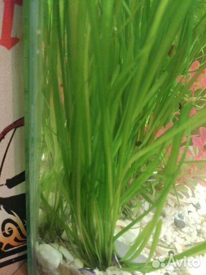 Аквариумное растение Валлиснерия