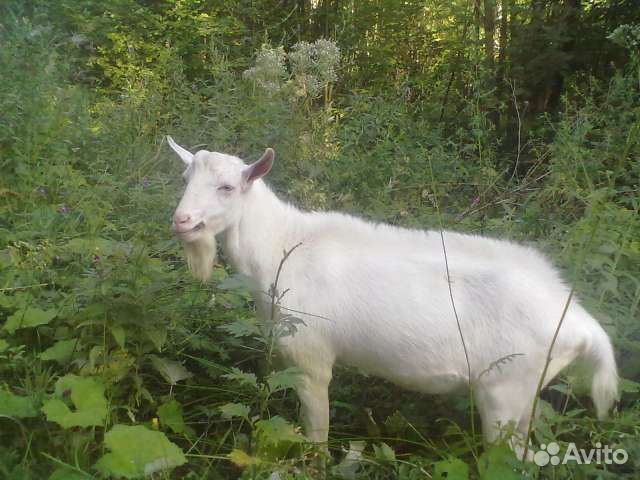 Зааненский комолый козлик