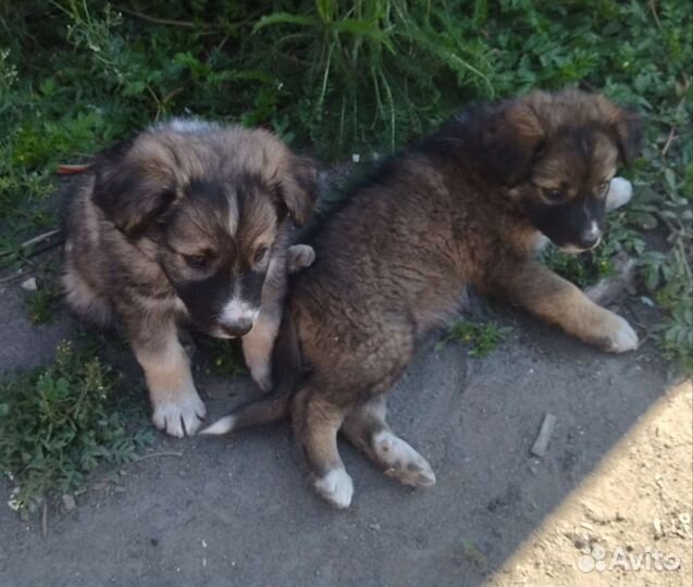 Щенки ищут дом