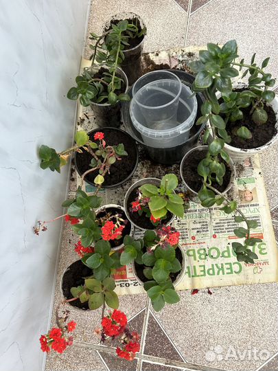 Каланхоэ белые и красные