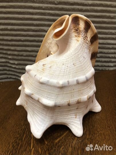 Ракушка 20х18 см