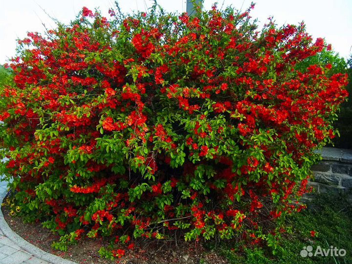 Лиственные декоративные саженцы