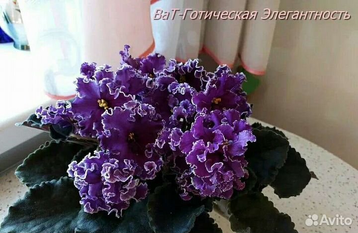 Фиалки набор №2 из 7 деток разных сортов