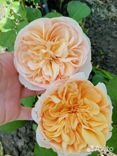 Продаю розы