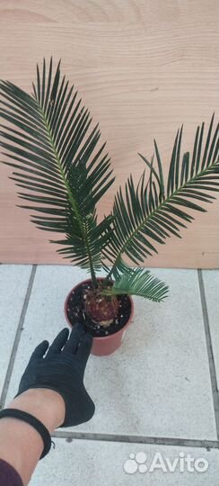 Пальма цикас