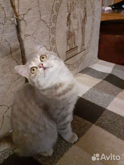 Отдам котят