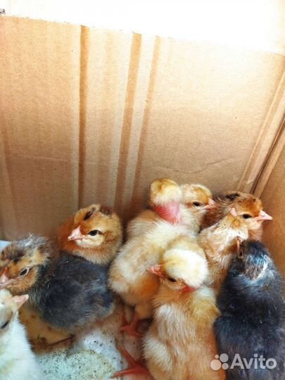 Цыплята