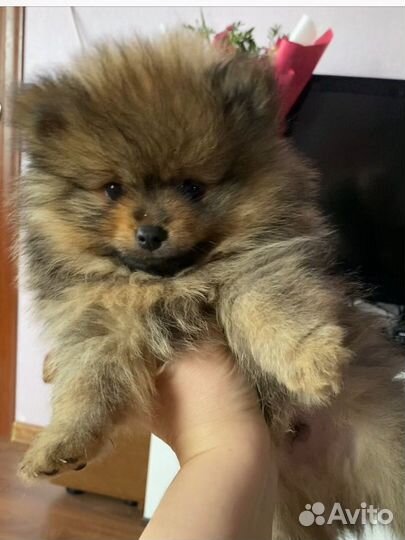 Немецкий шпиц