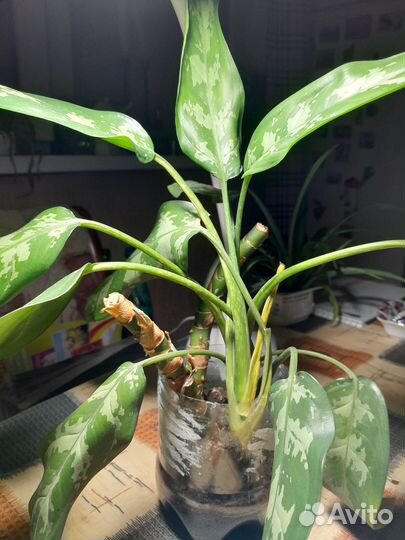 Аглаонема 1 росток с корнями