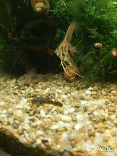 Аквариумные рыбки