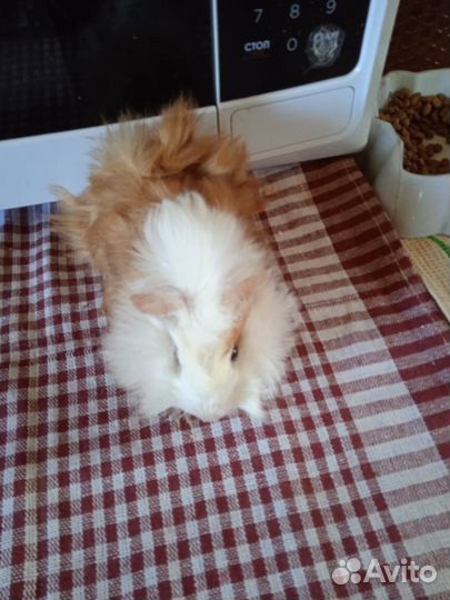 Морская свинка