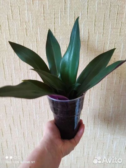 Цветок Рэо цветущий или Традесканция