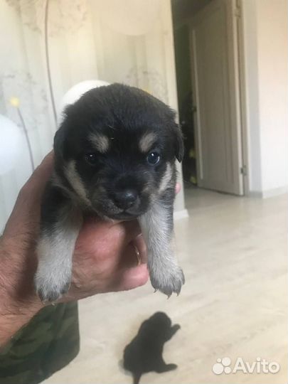 Щенок в добрые руки