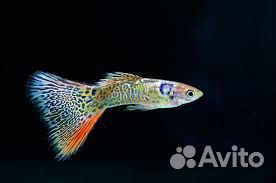 Гуппи, меченосцы рыбки