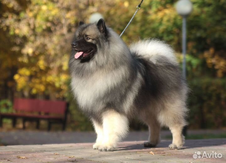 Предлагаем щенков кеесхонда / вольфшпица