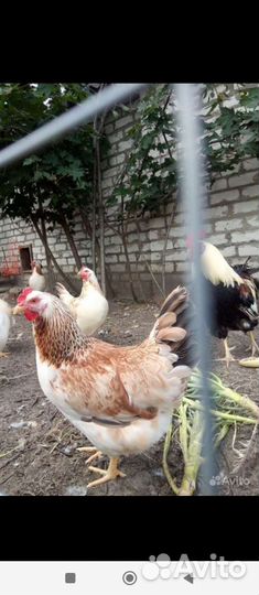 Инкубационное яйцо Загорская Лососевая