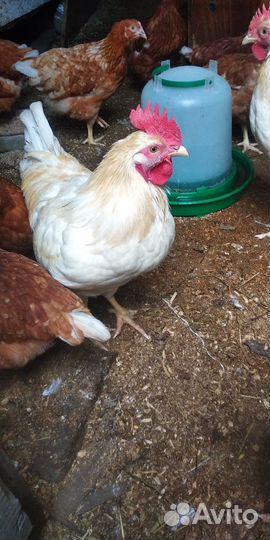 Молодые петухи