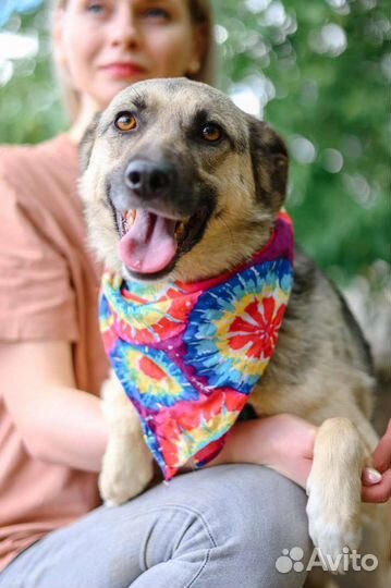 Скромница Октавия из приюта ждёт лучшего хозяина