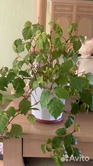 Пеларгония герань березка