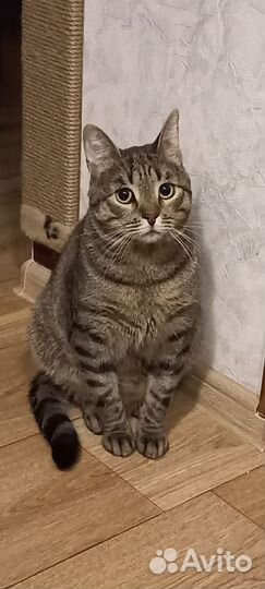 Котик 1,5 года в добрые руки