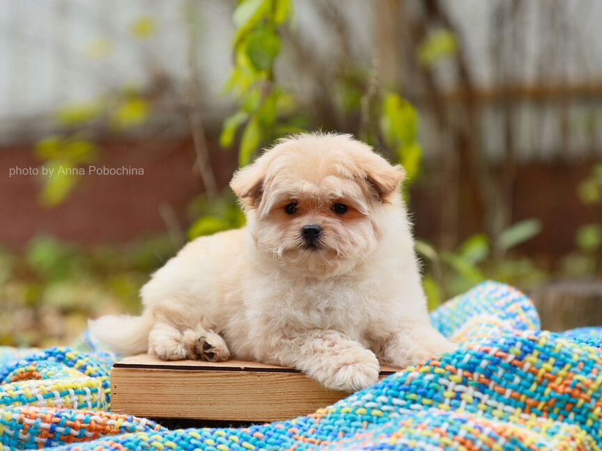 Девочка maltipoo mini F1