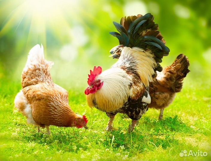 Упаковщик птицефабрика вахта Ставропольский край