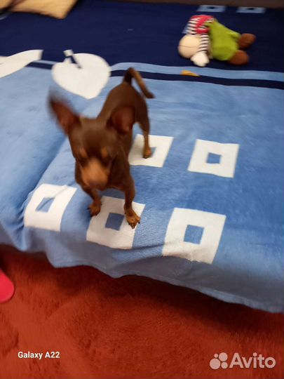 Вязка,русский той терьер 1год