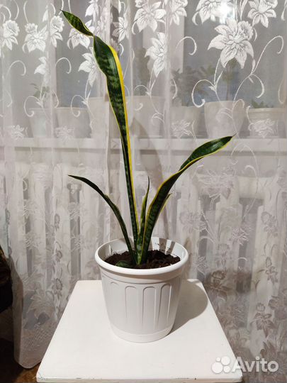 Растение Сансевиерия Разновидность Щучьего хвоста