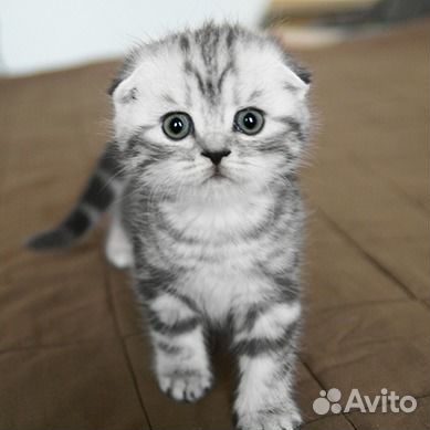 Шотландские вислоухие котята и страйты, мраморные