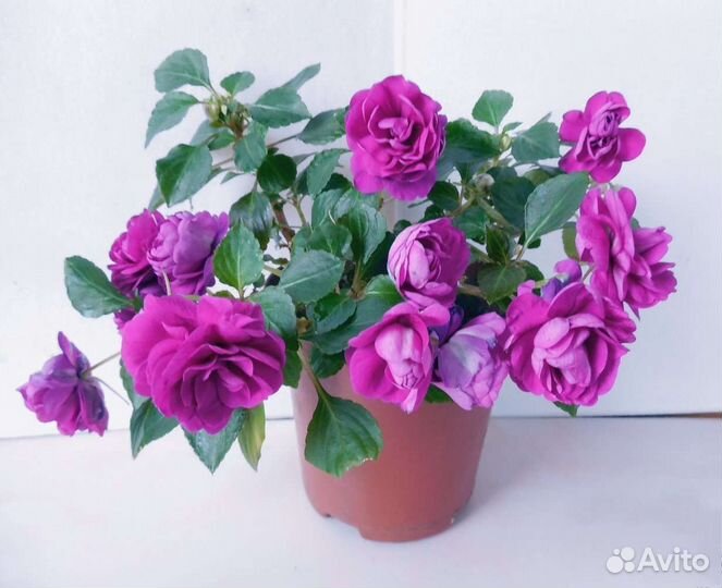 Бальзамины махровые в стаканчиках