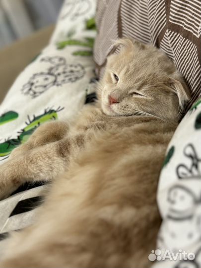 Шотландский кот крупный вязка