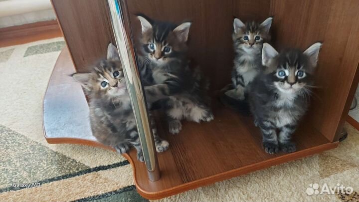Кошки мейн-кун
