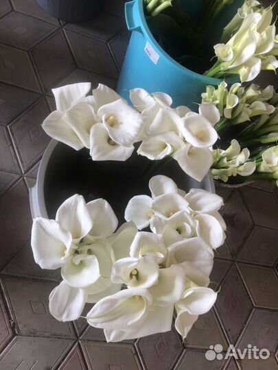 Цветы. Каллы