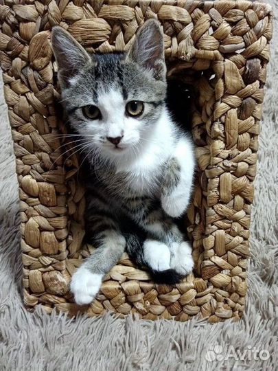Котенок