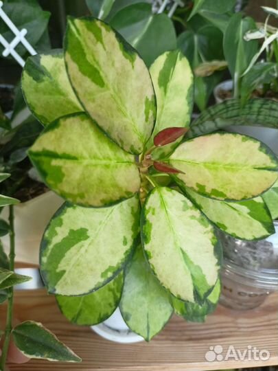 Хойя австалиес Лиза позеленевшая