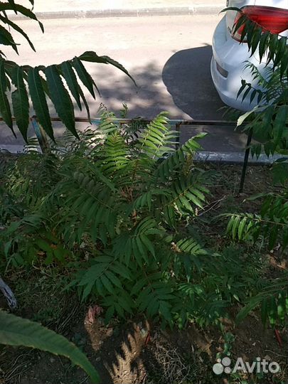 Саженцы Сумах уксусный красный