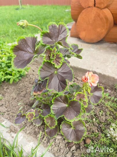 Пеларгония герань