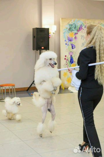 Фокусы, иллюзия, королевские пуделя, питон Лили и