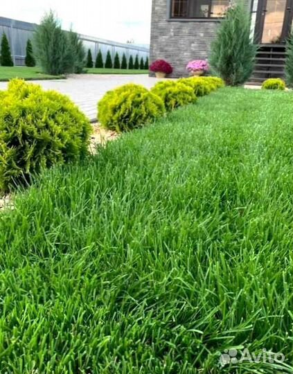 Рулонный газон