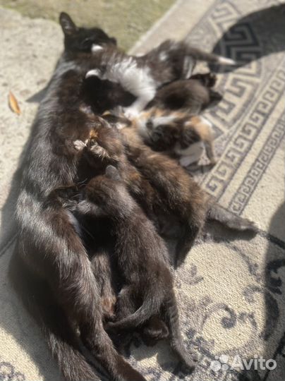 Котята в добрые руки