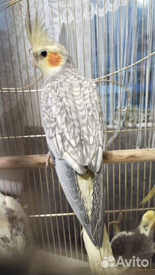 Птенцы Нимфа Корелла