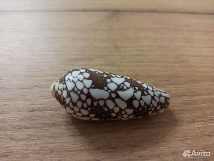 Морская раковина