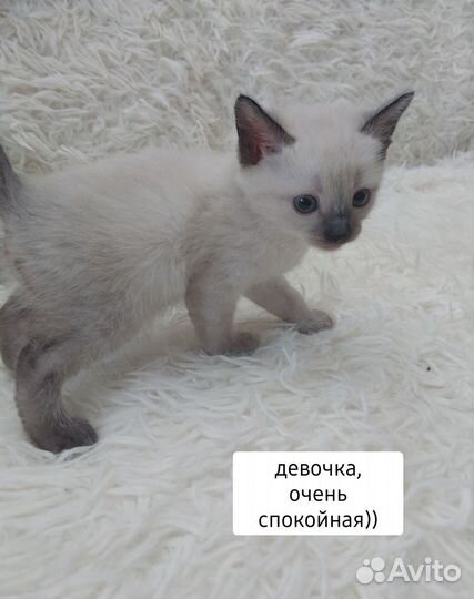 Тайские котята