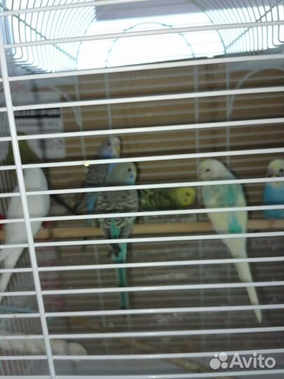 Волнистый попугай